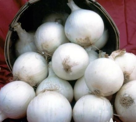 Onion Heirloom Seeds Vegetable White Sweet Spanish 300 Seeds For Garden