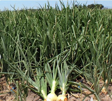 White Sweet Spanish 600 Seeds Onion Heirloom Seeds Vegetable For Garden