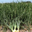 White Sweet Spanish 600 Seeds Onion Heirloom Seeds Vegetable For Garden