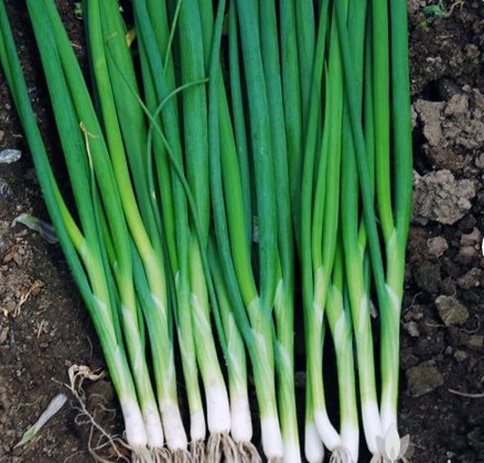 Tokyo Long White Bunching 600 Seeds Vegetable Onion Heirloom Seeds For Garden