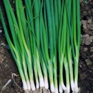 Tokyo Long White Bunching 600 Seeds Vegetable Onion Heirloom Seeds For Garden