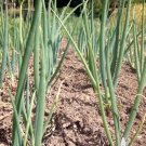 Onion Heirloom Seeds For Garden Tokyo Long White Bunching 600 Seeds Vegetable