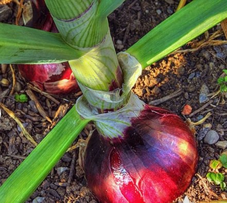 Vegetable 300 Seeds Ruby Red Onion Heirloom Seeds For Garden