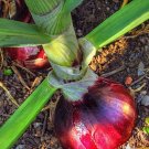 Vegetable 300 Seeds Ruby Red Onion Heirloom Seeds For Garden