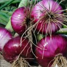 Onion Heirloom Seeds Vegetable 600 Seeds Ruby Red For Garden