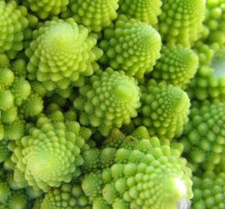 Broccoli Heirloom Seeds For Garden Vegetable 600 Seeds Romanesco