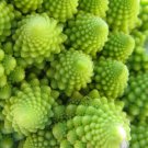 Broccoli Heirloom Seeds For Garden Vegetable 600 Seeds Romanesco