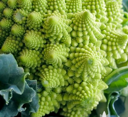 For Garden Vegetable 1200 Seeds Broccoli Heirloom Seeds Romanesco
