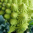 For Garden Vegetable 1200 Seeds Broccoli Heirloom Seeds Romanesco