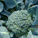 For Garden Vegetable 300 Seeds Waltham 29 Broccoli Heirloom Seeds