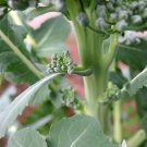 Waltham 29 Broccoli Heirloom Seeds For Garden Vegetable 300 Seeds