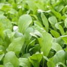 200 Seeds Arugula, Roquette Heirloom Seeds Vegetable For Garden