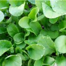 Heirloom Seeds Vegetable For Garden 400 Seeds Arugula, Roquette