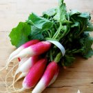 250 Seeds Vegetable French Breakfast Radish Heirloom Seeds For Garden