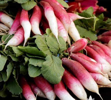 Breakfast Radish Heirloom Seeds 500 Seeds Vegetable French For Garden