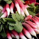 Breakfast Radish Heirloom Seeds 500 Seeds Vegetable French For Garden
