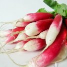 Vegetable French For Garden Breakfast Radish Heirloom Seeds 1000 Seeds