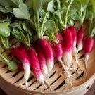 Vegetable French For Garden Breakfast Radish Heirloom Seeds 2000 Seeds