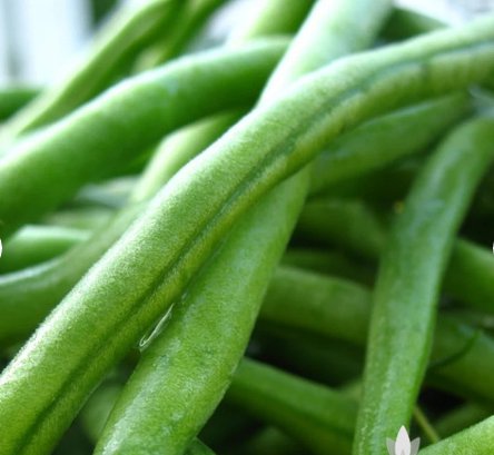 Heirloom Seeds 100 Seeds Jade Bush Bean Vegetable For Garden