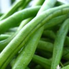 Heirloom Seeds 100 Seeds Jade Bush Bean Vegetable For Garden