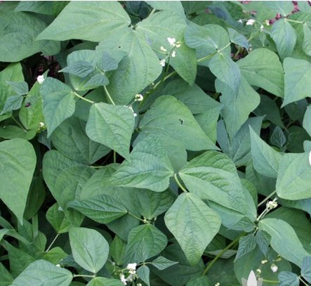 200 Seeds Jade Bush Bean Heirloom Seeds Vegetable For Garden