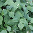 200 Seeds Jade Bush Bean Heirloom Seeds Vegetable For Garden
