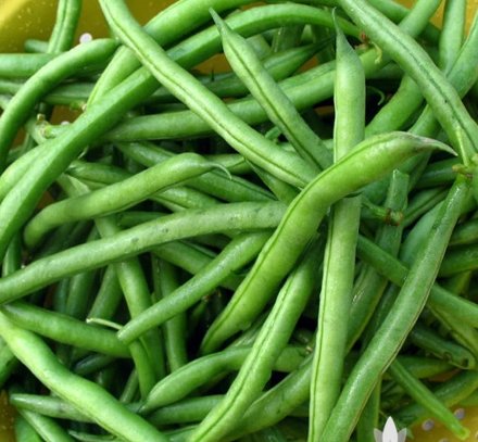 Seeds Vegetable For Garden 400 Seeds Jade Bush Bean Heirloom