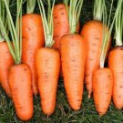For Garden 600 Seeds Chantenay Red Core Carrot Heirloom Seeds Vegetable