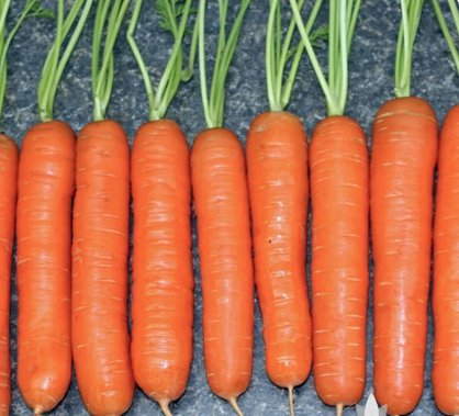 1200 Seeds Chantenay Red Core Carrot Heirloom Seeds Vegetable For Garden