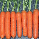 1200 Seeds Chantenay Red Core Carrot Heirloom Seeds Vegetable For Garden