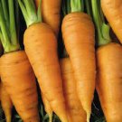 Red Core Carrot Heirloom Seeds 2400 Seeds Chantenay Vegetable For Garden