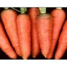 Core Carrot Heirloom Vegetable For Garden Seeds 9600 Seeds Chantenay Red