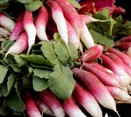 Breakfast Radish Heirloom Seeds 500 Seeds Vegetable French For Garden