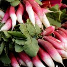 Breakfast Radish Heirloom Seeds 500 Seeds Vegetable French For Garden