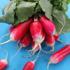 Breakfast French Radish Vegetable Heirloom Seeds 4000 Seeds For Garden