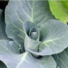 Heirloom Seeds 300 Seeds Vegetable Early Jersey Wakefield Cabbage For Garden