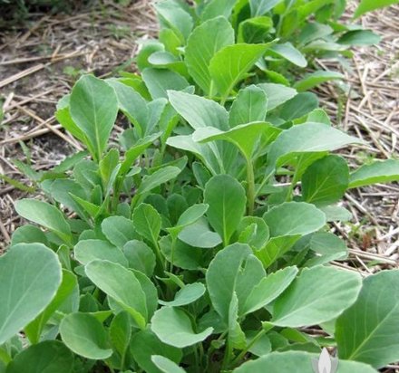 Heirloom Seeds 600 Seeds Vegetable Early Jersey Wakefield Cabbage For Garden