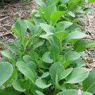 Heirloom Seeds 600 Seeds Vegetable Early Jersey Wakefield Cabbage For Garden