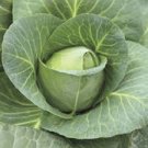 Vegetable Early Jersey Wakefield Cabbage Heirloom Seeds 1200 Seeds For Garden