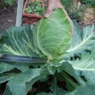 Heirloom Seeds 2400 Seeds Vegetable Early Jersey Wakefield Cabbage For Garden