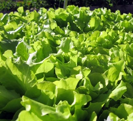 500 Seeds Vegetable Black Seeded Simpson Lettuce Heirloom Seeds For Garden