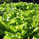 500 Seeds Vegetable Black Seeded Simpson Lettuce Heirloom Seeds For Garden