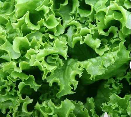 1000 Seeds Vegetable Black Seeded Simpson Lettuce Heirloom Seeds For Garden
