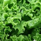 1000 Seeds Vegetable Black Seeded Simpson Lettuce Heirloom Seeds For Garden