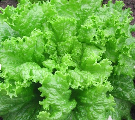 Black Seeded Simpson Lettuce Heirloom Seeds For Garden 2000 Seeds Vegetable