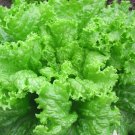 Black Seeded Simpson Lettuce Heirloom Seeds For Garden 2000 Seeds Vegetable