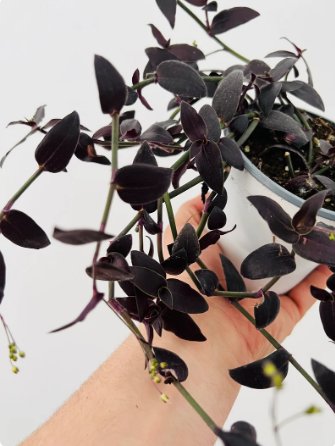 1 Live Plant Dark Desire Wandering Dude Tradescantia Jose Puig For Garden