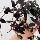 1 Live Plant Dark Desire Wandering Dude Tradescantia Jose Puig For Garden