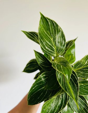 Philodendron White Measure 2 Live Plant Variegated Plant Easy Plants For Garden
