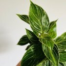 Philodendron White Measure 2 Live Plant Variegated Plant Easy Plants For Garden